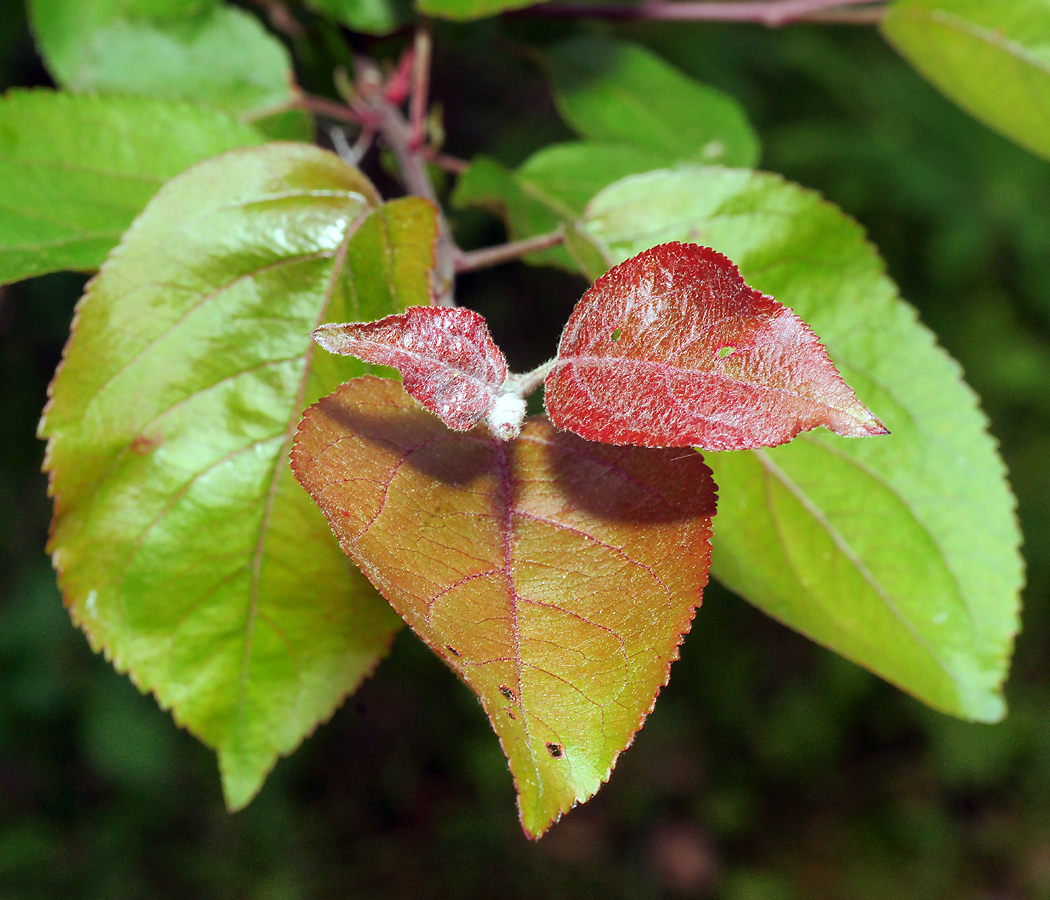 Image of Malus niedzwetzkyana specimen.