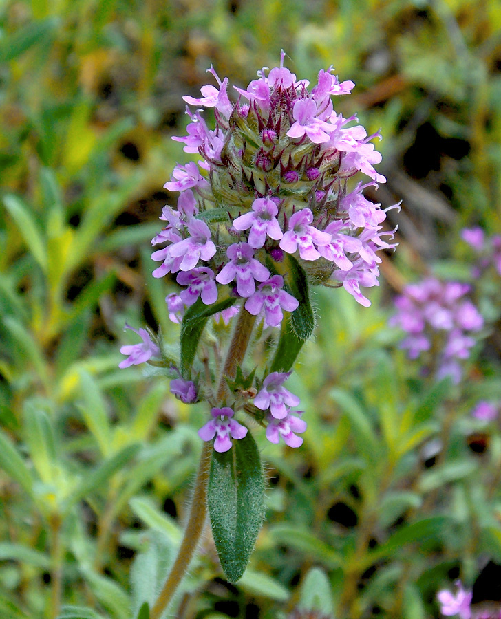 Image of Thymus markhotensis specimen.