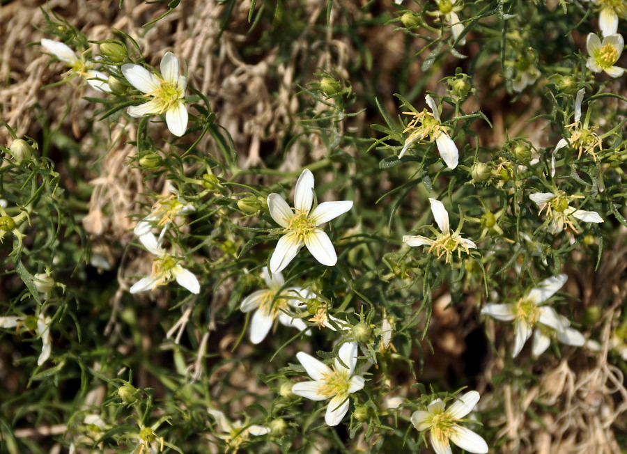 Image of Peganum harmala specimen.