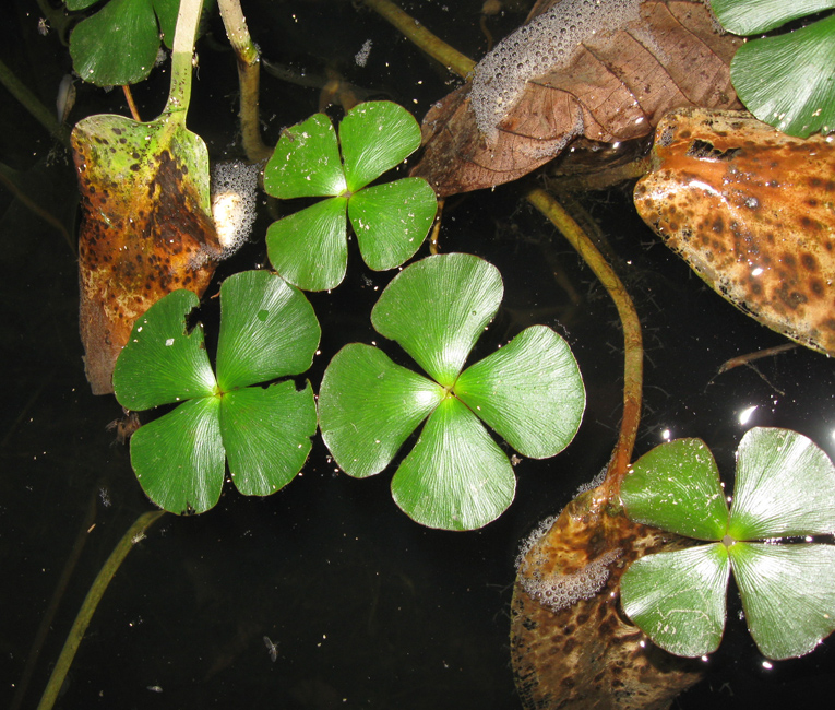 Изображение особи Marsilea quadrifolia.