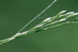 Poa nemoralis