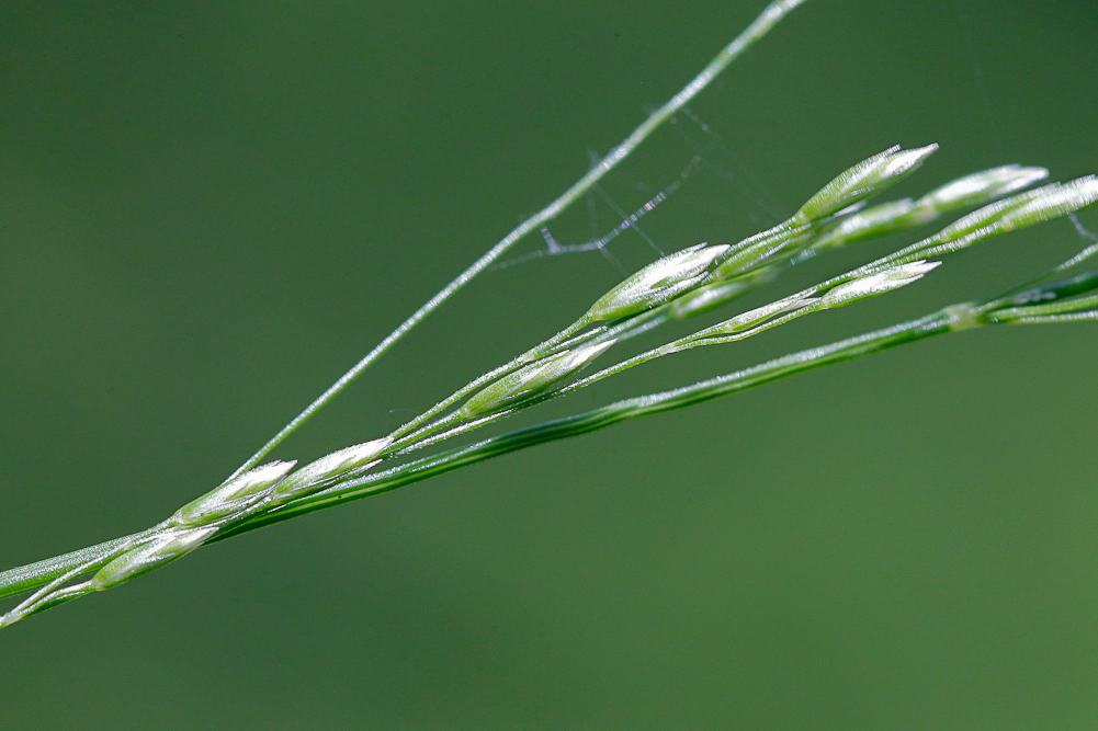 Image of Poa nemoralis specimen.