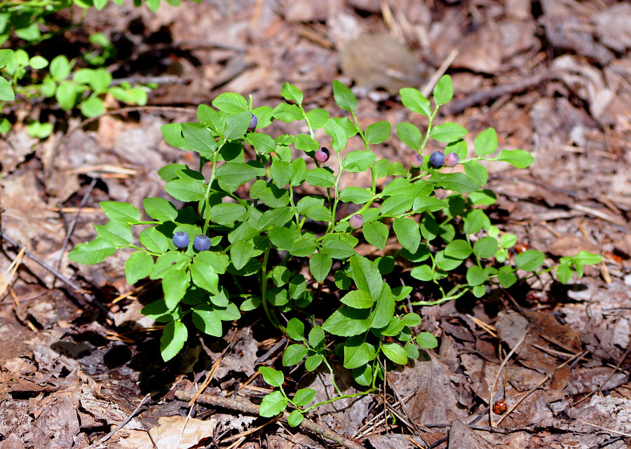 Image of Vaccinium myrtillus specimen.
