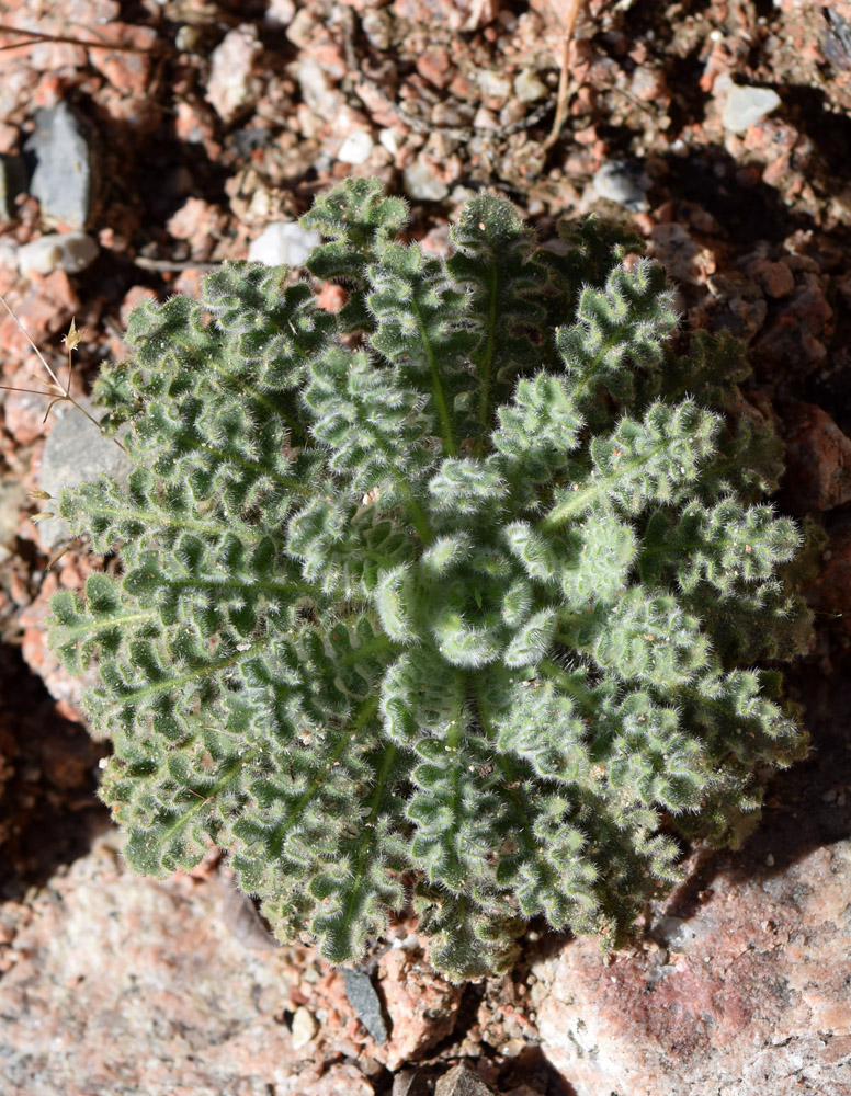 Image of Parrya tschimganica specimen.