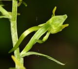 Platanthera maximowicziana