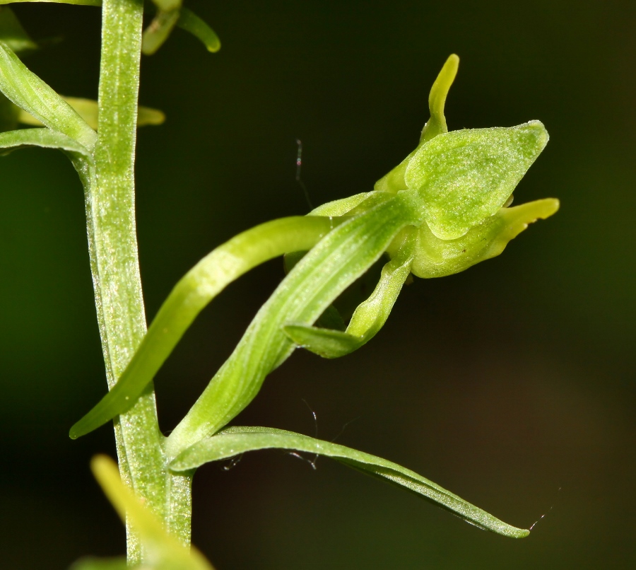 Изображение особи Platanthera maximowicziana.