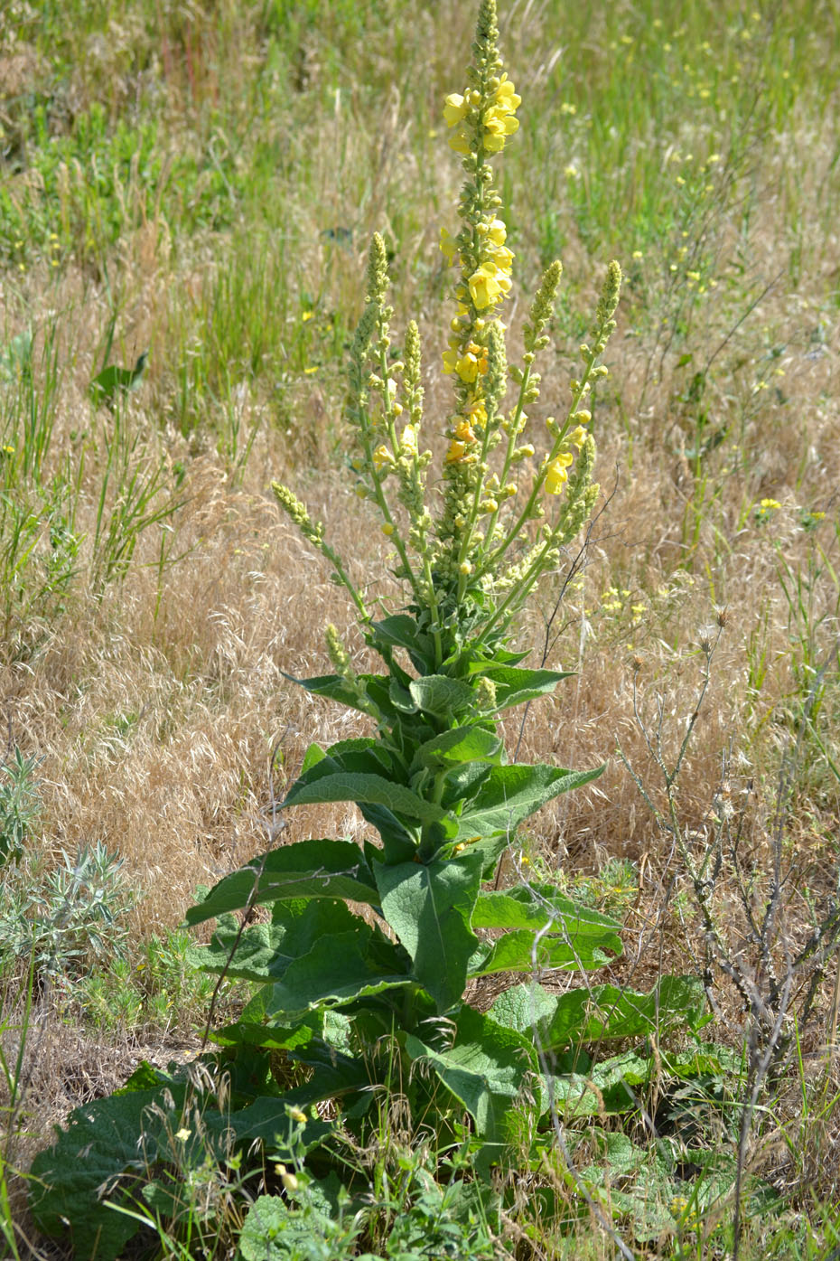 Изображение особи Verbascum densiflorum.