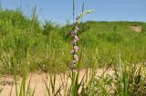 Spiranthes australis