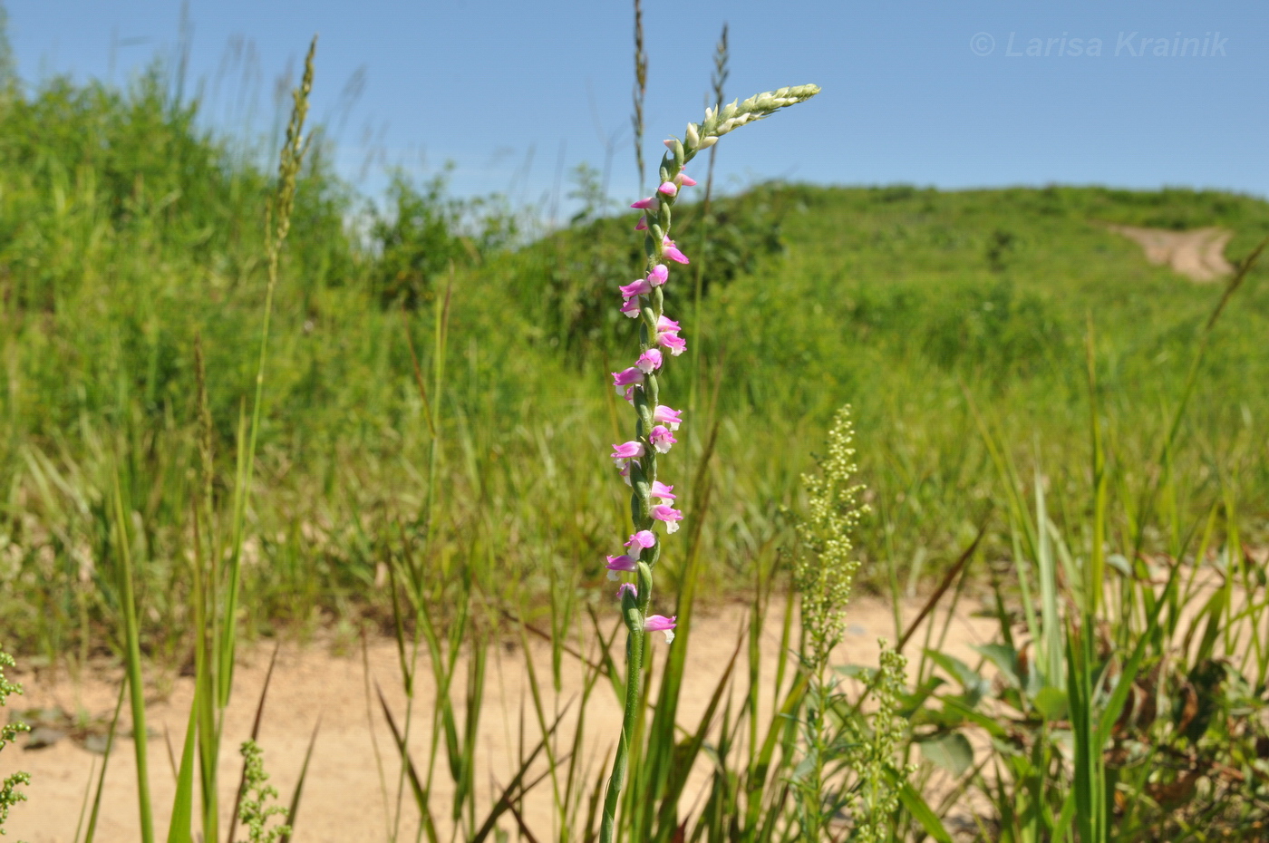 Изображение особи Spiranthes australis.