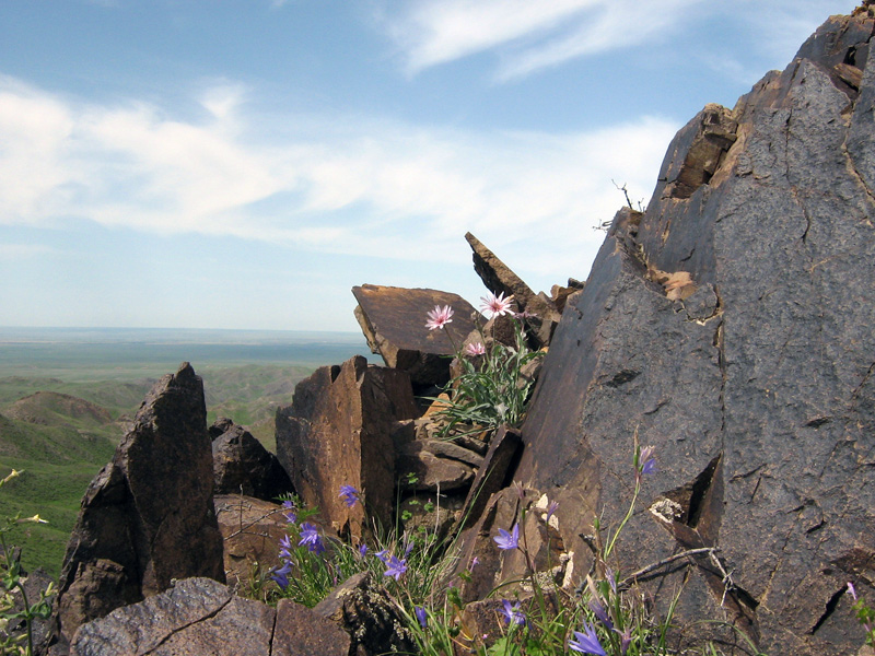 Image of Tragopogon marginifolius specimen.