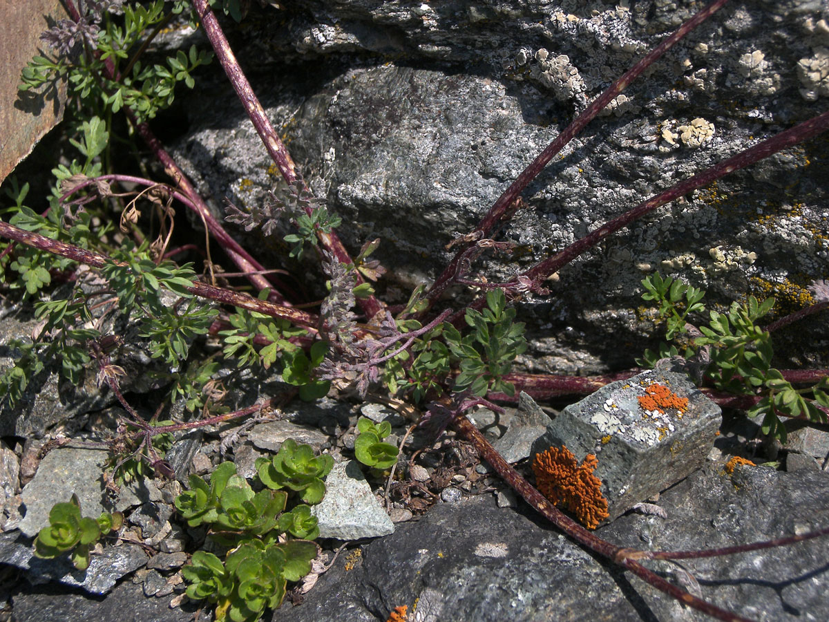 Изображение особи Chaerophyllum humile.