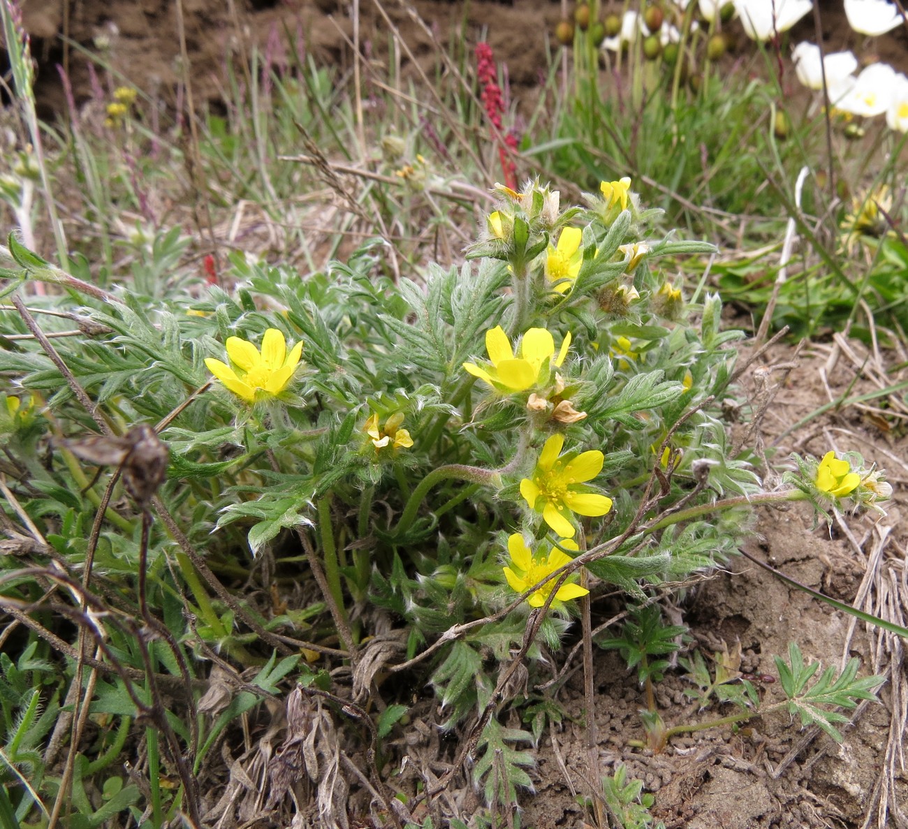 Изображение особи Potentilla pulchella.