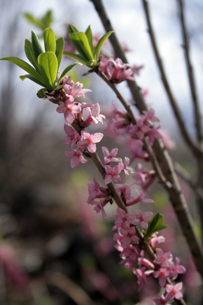 Image of Daphne mezereum specimen.