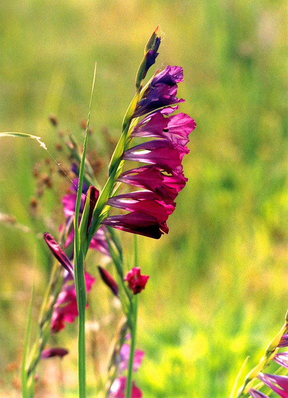 Image of Gladiolus imbricatus specimen.