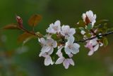род Malus. Веточка с цветками. Республика Алтай, Шебалинский р-н, с. Камлак, Горно-Алтайский ботанический сад, экспозиция. 28.05.2016.