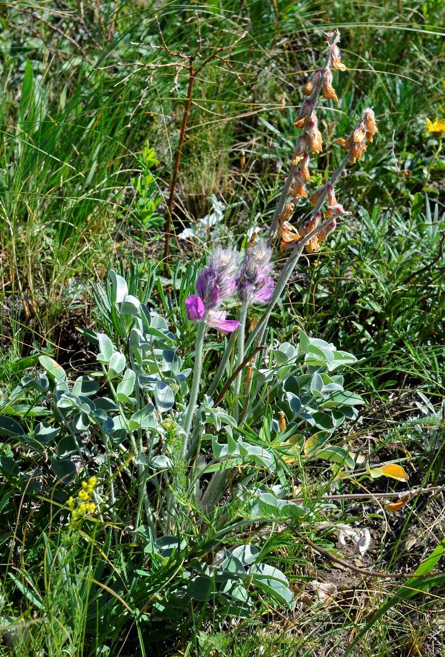 Изображение особи Hedysarum argyrophyllum.