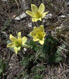 Pulsatilla albana. Цветущее растение. Окр. Кисловодска, хребет Боргустан, сухой южный склон. 21.04.2007.