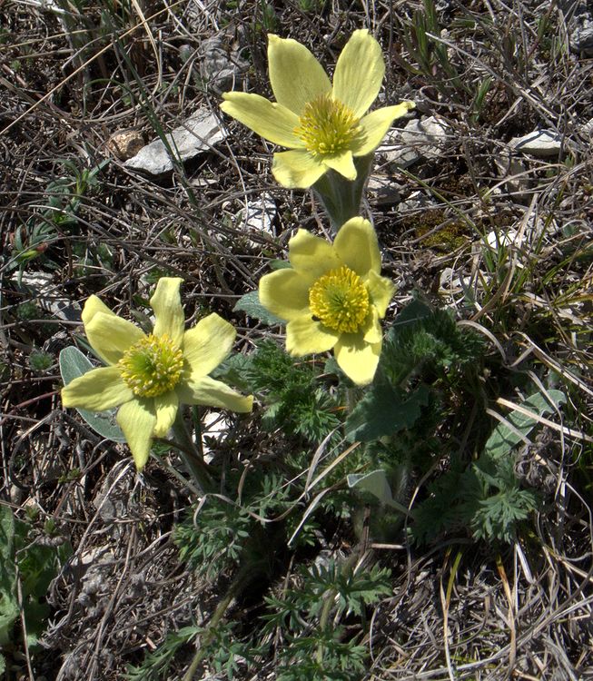 Изображение особи Pulsatilla albana.