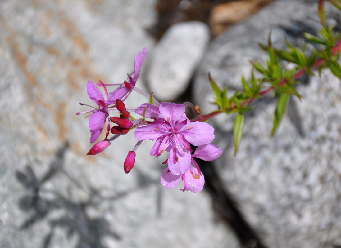 Изображение особи Chamaenerion colchicum.