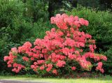 Rhododendron molle подвид japonicum. Цветущее растение. Санкт-Петербург, Ботанический сад БИН РАН. 10.06.2015.