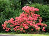 Rhododendron molle subspecies japonicum. Цветущее растение. Санкт-Петербург, Ботанический сад БИН РАН. 10.06.2015.