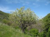 Pyrus regelii