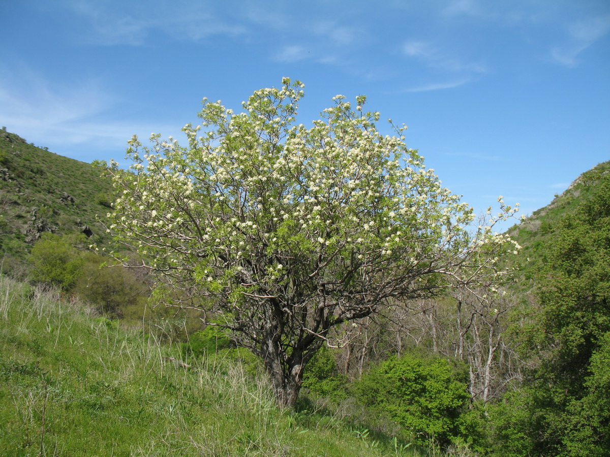 Изображение особи Pyrus regelii.