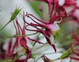 Aquilegia coerulea