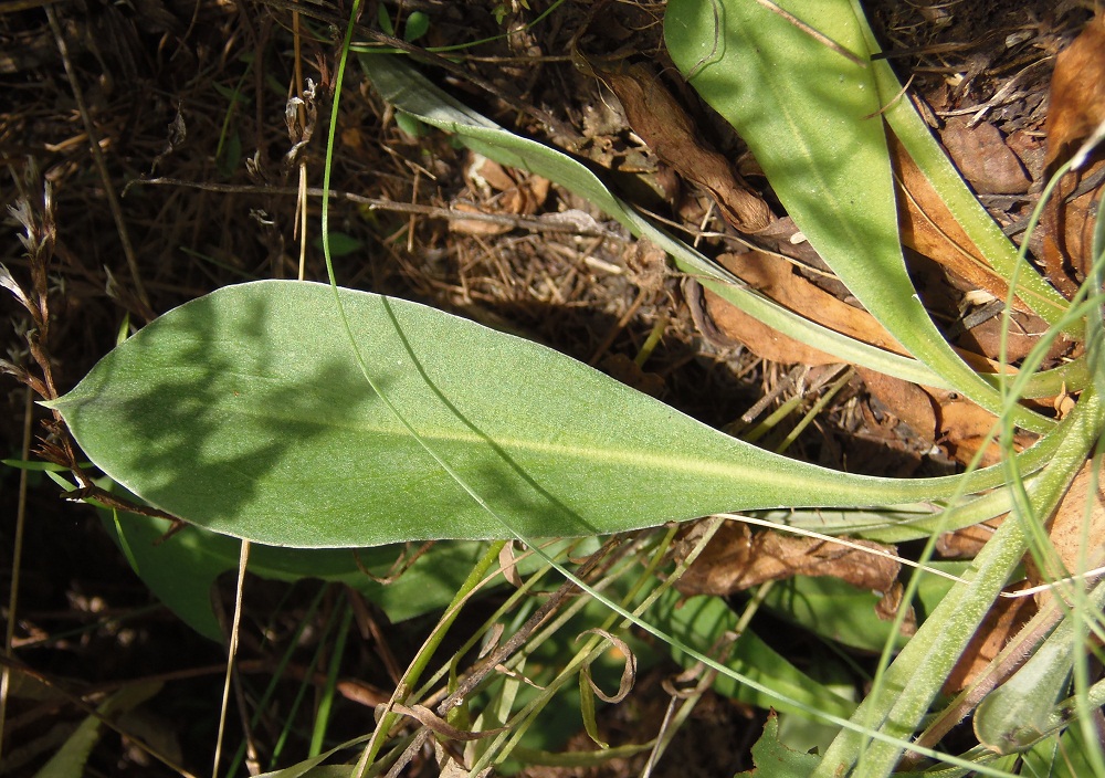 Image of Goniolimon tataricum specimen.