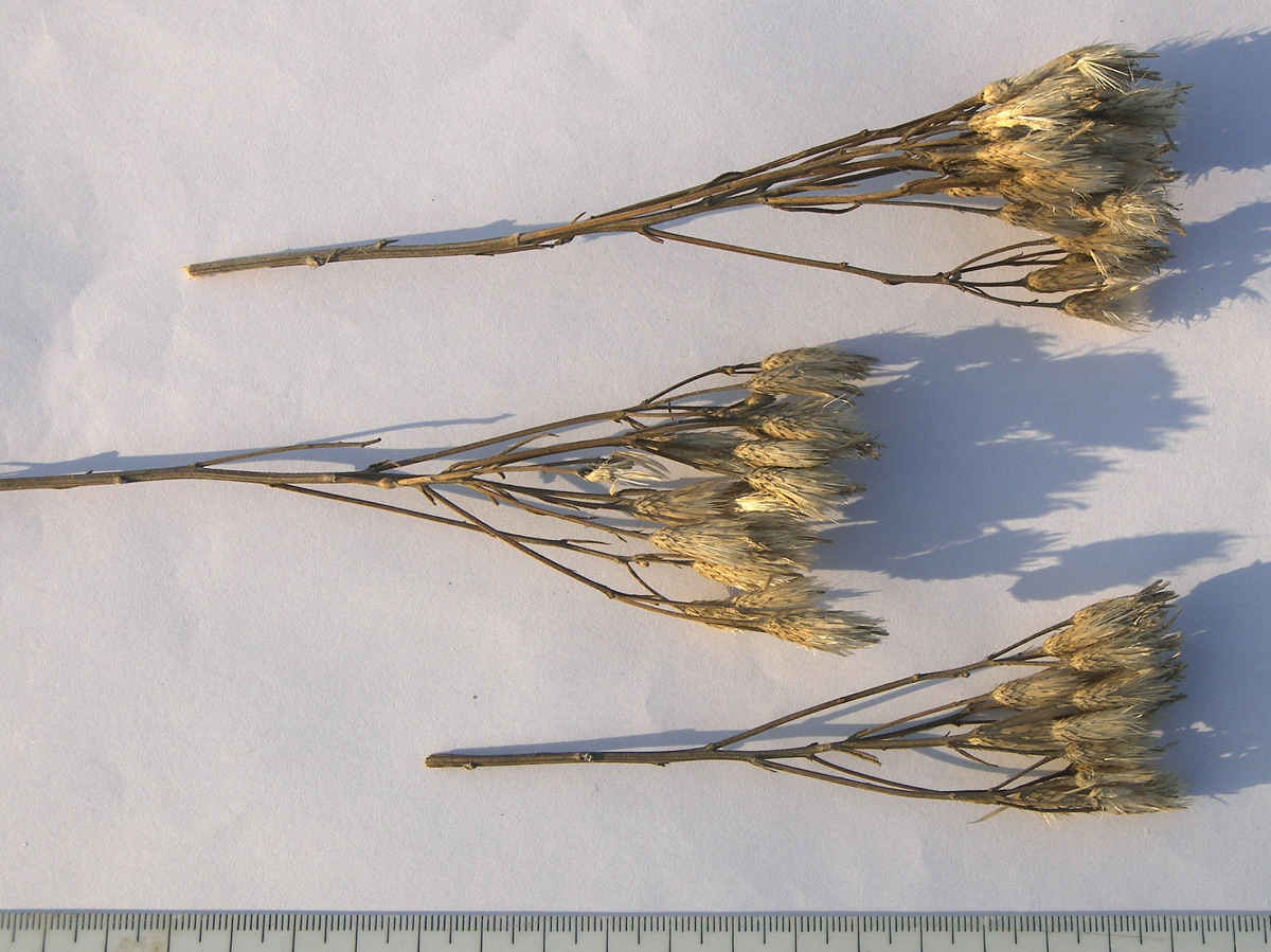 Image of Jurinea multiflora specimen.