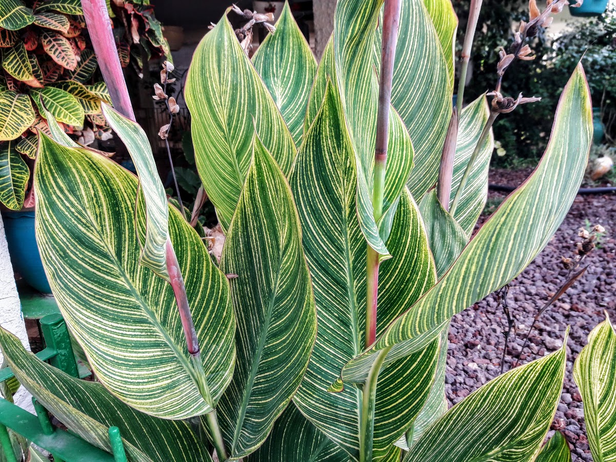 Image of Canna &times; generalis specimen.