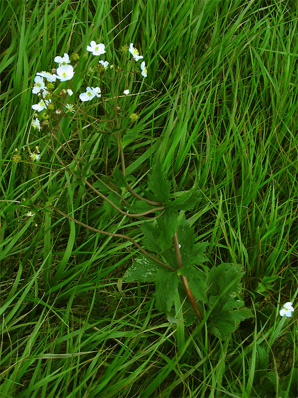 Image of Ranunculus platanifolius specimen.