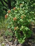 Viburnum lantana. Плодоносящее растение. Крым, Бахчисарайский р-н, окр. пещерного г. Эски-Кермен, опушка дубового леса. 07.06.2016.