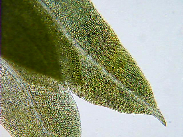 Image of Fissidens taxifolius specimen.