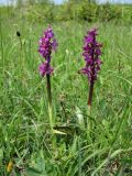 Orchis mascula. Цветущие растения. ФРГ, земля Северный Рейн-Вестфалия, р-н Ойскирхен, окр. г. Бланкенхайм, разнотравный луг. 28 мая 2010 г.