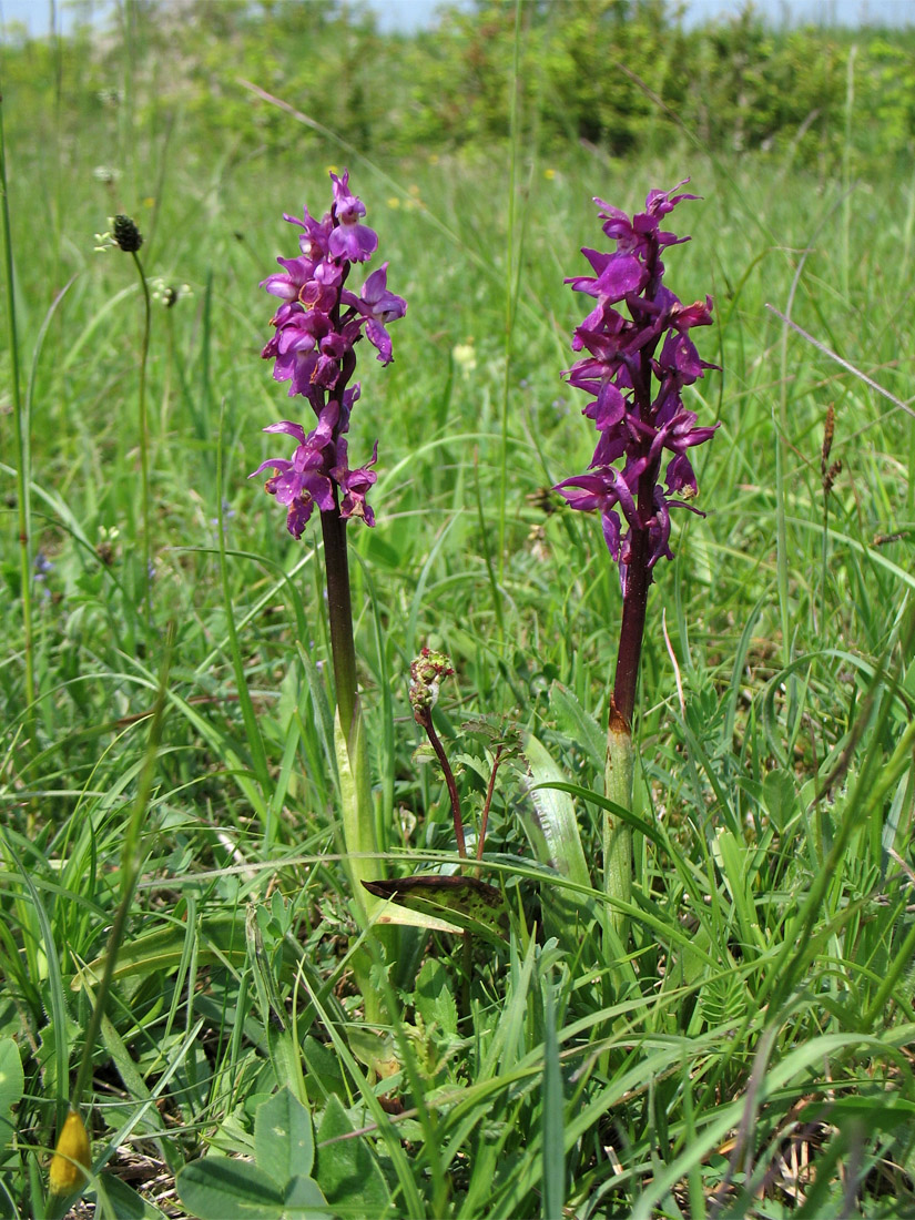 Image of Orchis mascula specimen.