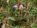 Calypso bulbosa