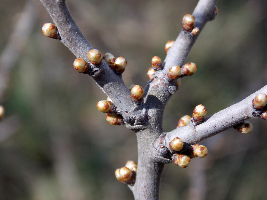 Image of Prunus spinosa specimen.