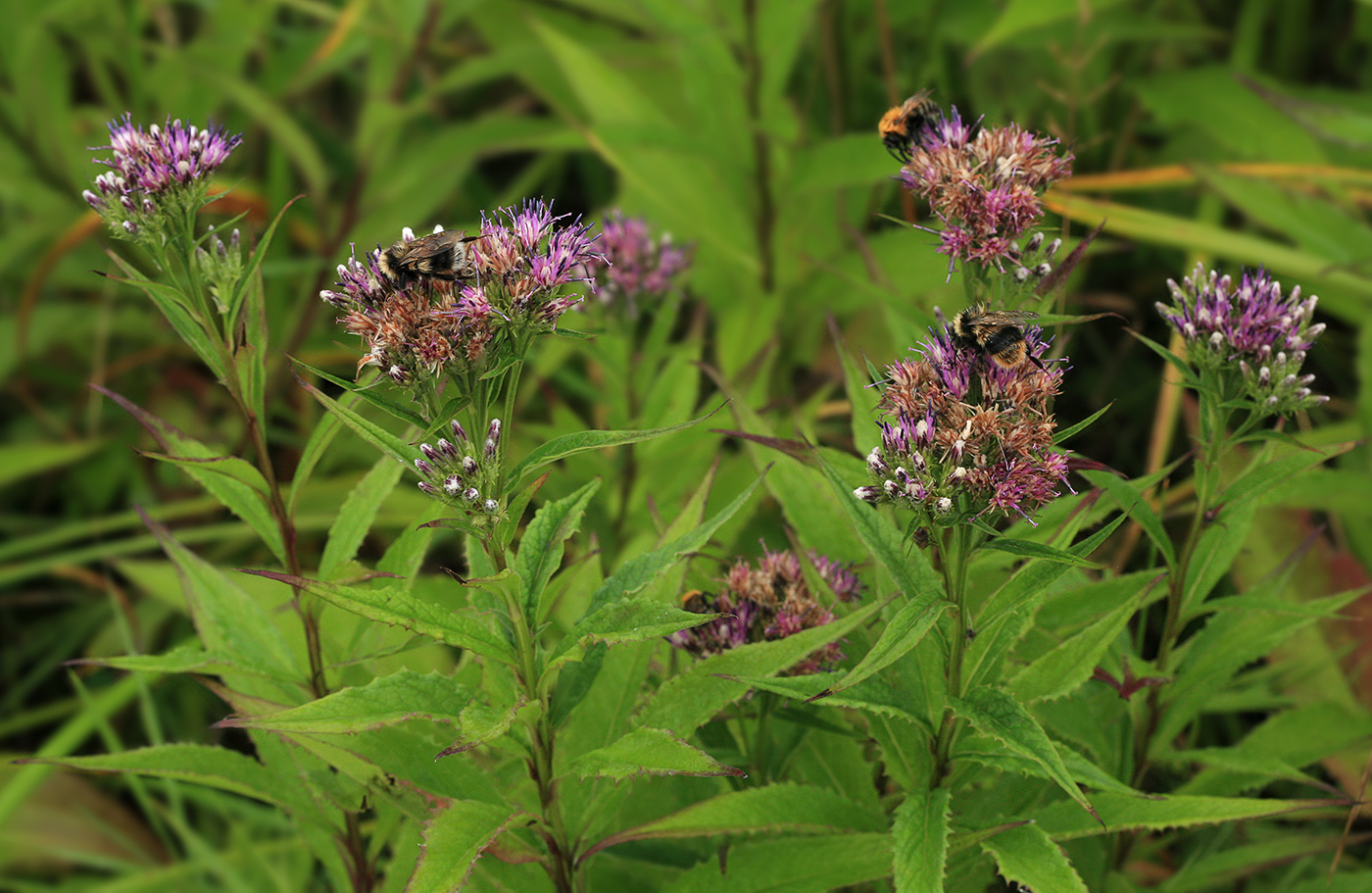 Изображение особи Saussurea sachalinensis.