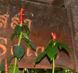 Costus woodsonii. Верхушки побегов с соцветиями. Таиланд, о-в Пхукет, курорт Ката, территория гостиницы, в культуре. 09.01.2017.