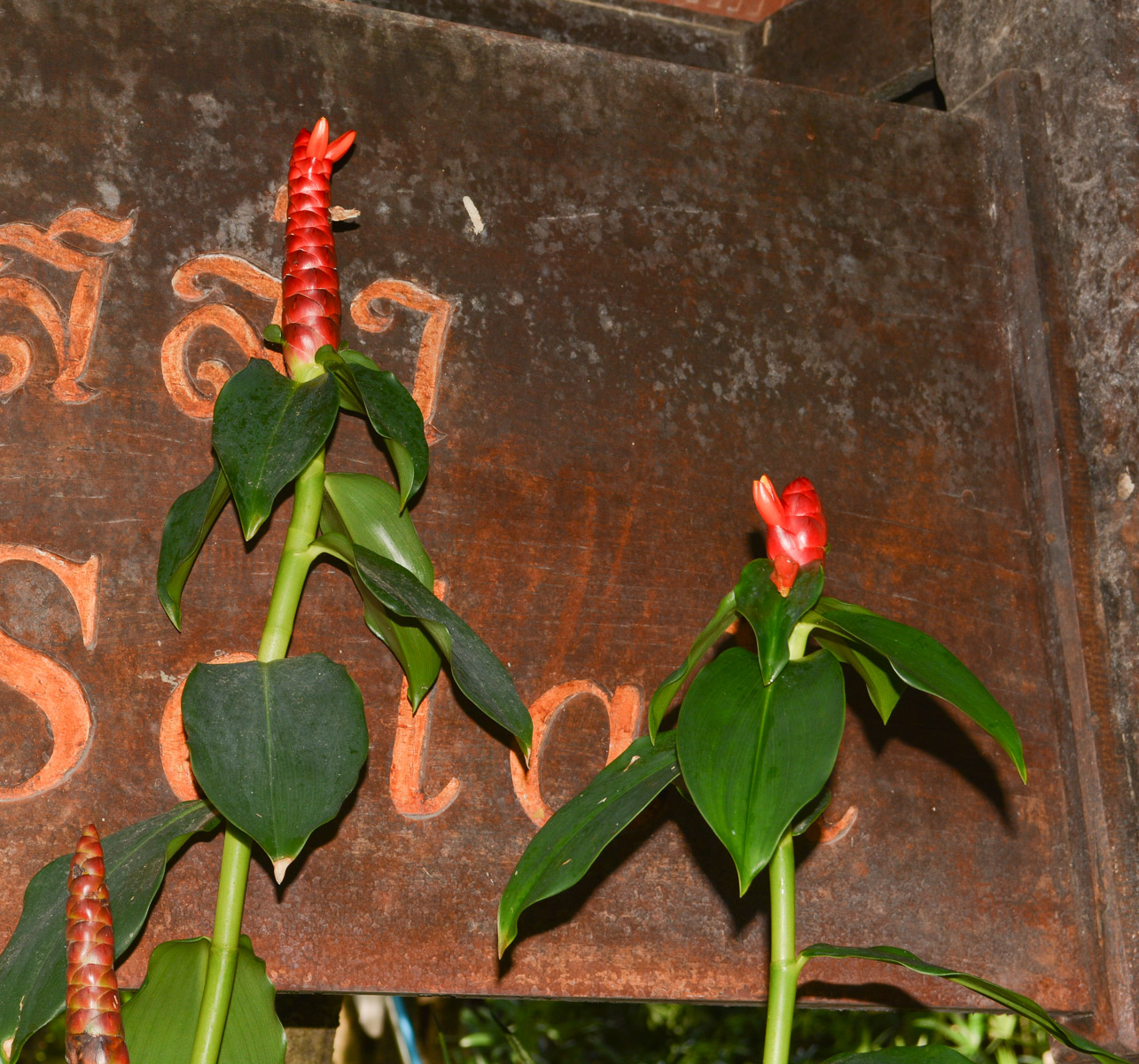 Image of Costus woodsonii specimen.