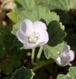 Malvella sherardiana