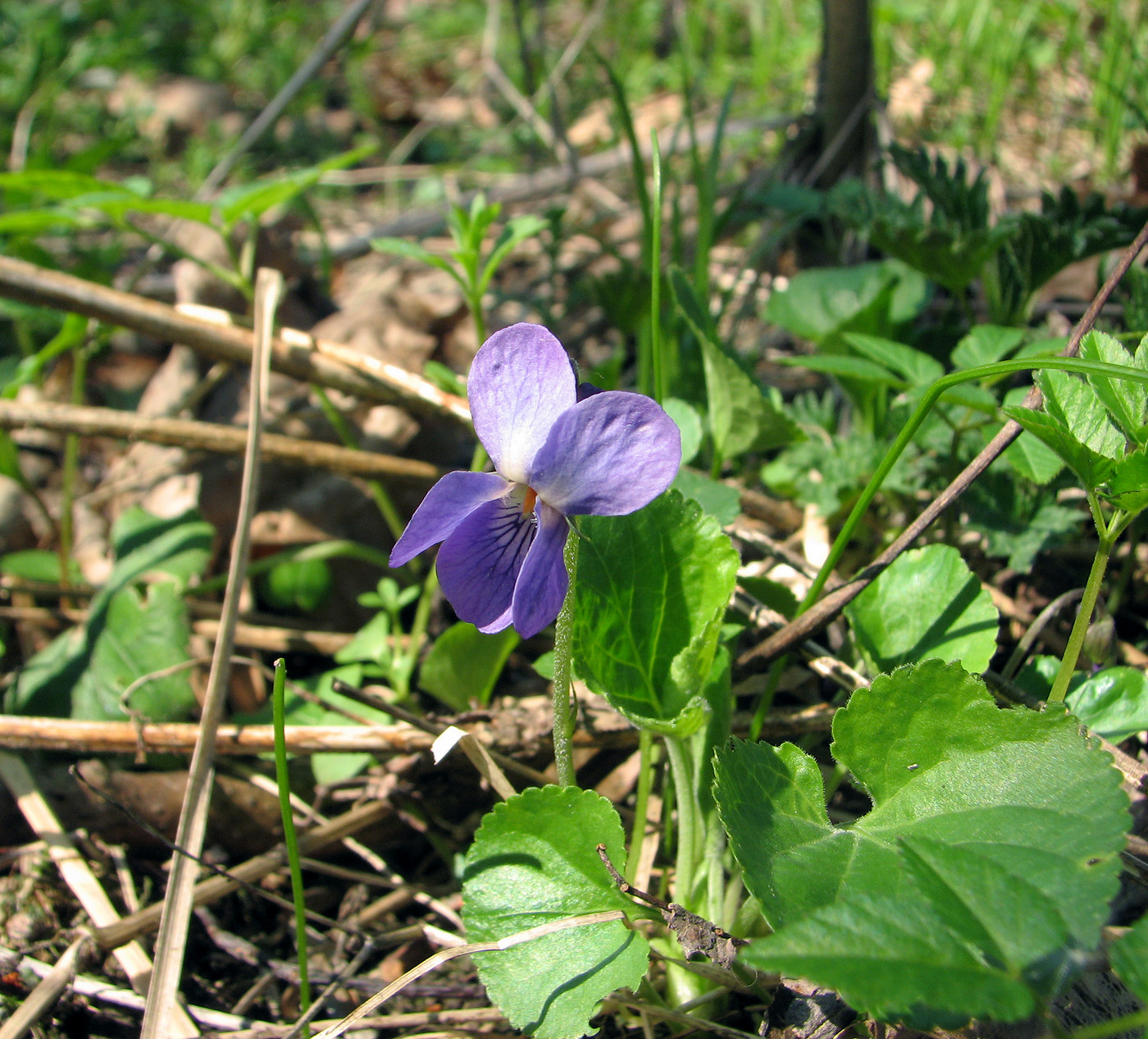 Изображение особи род Viola.