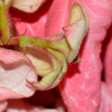Mussaenda philippica. Побег с прицветными листьями. Таиланд, о-в Пхукет, ботанический сад. 16.01.2017.