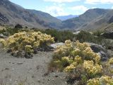 Chuquiraga oppositifolia