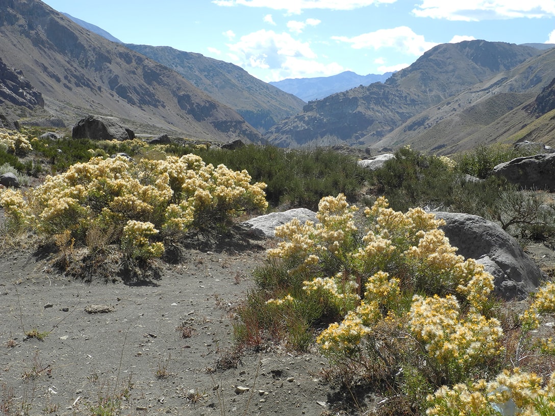 Image of Chuquiraga oppositifolia specimen.