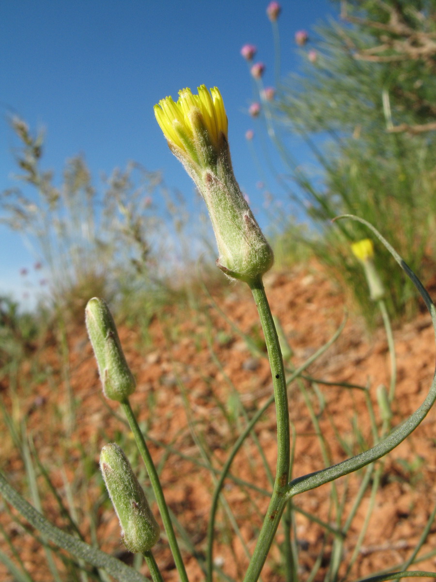 Image of Takhtajaniantha pusilla specimen.