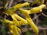 genus Forsythia