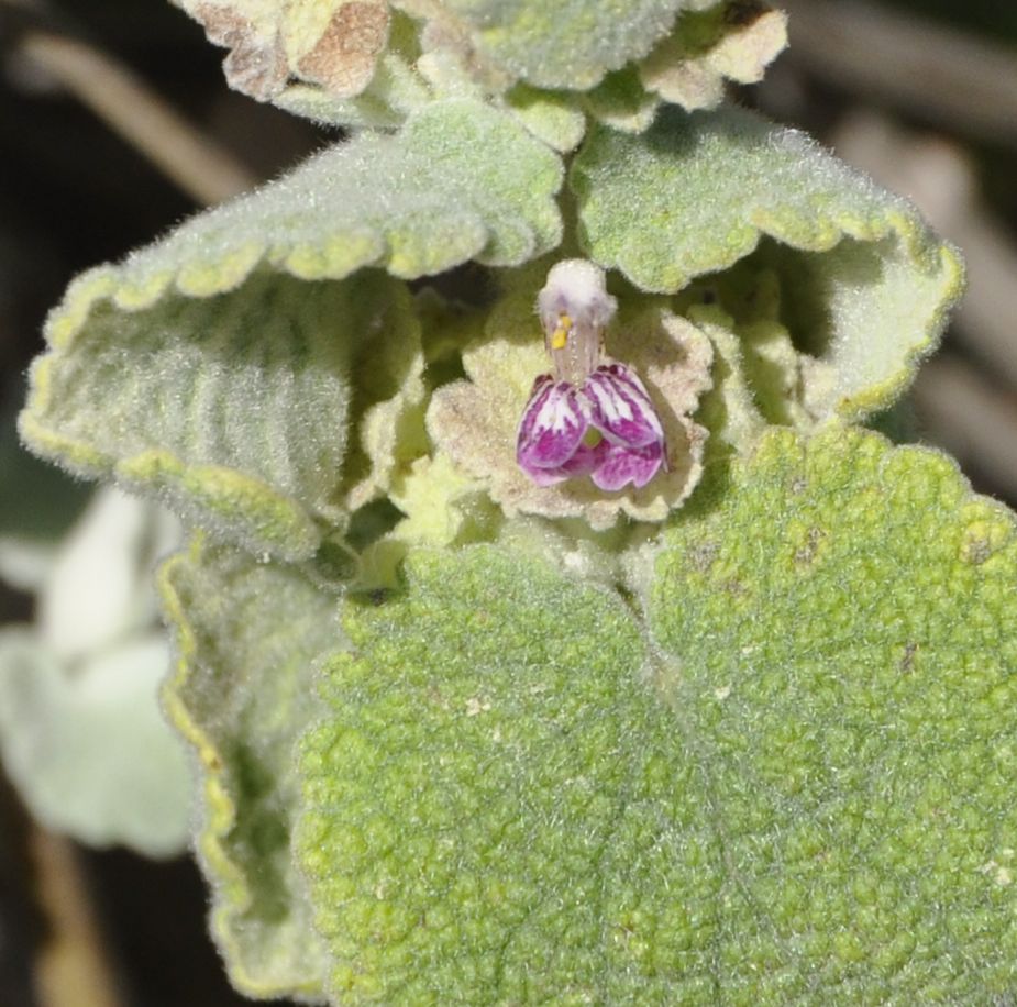 Image of Ballota pseudodictamnus specimen.