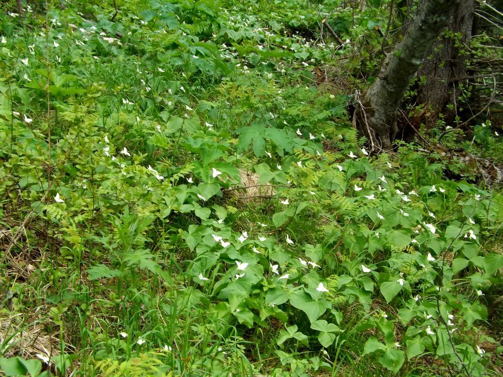 Изображение особи Trillium camschatcense.
